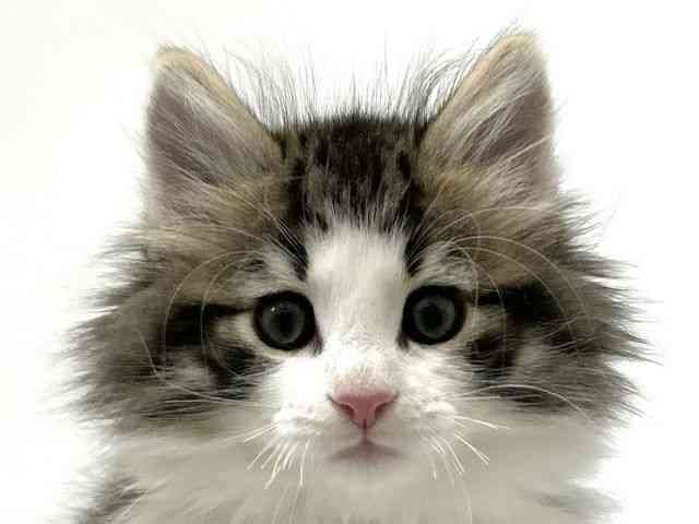 大阪府のノルウェージャンフォレストキャット (ひごペットフレンドリーアクロスプラザ住之江店/2025年10月19日生まれ/男の子/ブラウンタビーホワイト)の子猫の1枚目の画像