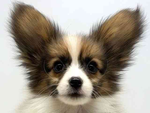 大阪府のパピヨン (ひごペットフレンドリーセブンパーク天美店/2025年10月17日生まれ/男の子/ホワイトブラウン)の子犬の1枚目の画像