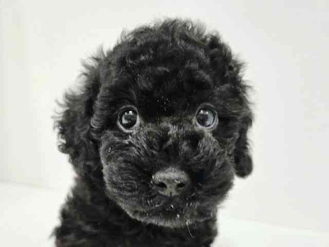 愛知県のトイプードル(トイ) (ひごペットフレンドリーイトーヨーカドー知多店/2025年10月18日生まれ/男の子/ブラック)の子犬の1枚目の画像