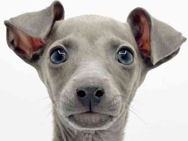 兵庫県のイタリアングレーハウンド (ひごペットフレンドリーコロワ甲子園店/2025年10月16日生まれ/女の子/ブルー)の子犬の1枚目の画像