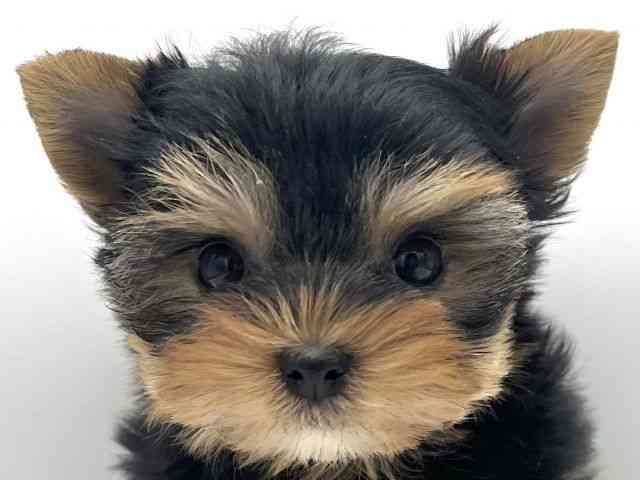 大阪府のヨークシャーテリア (ひごペットフレンドリーららぽーとEXPOCITY店/2025年10月16日生まれ/男の子/スチールブルータン)の子犬の1枚目の画像