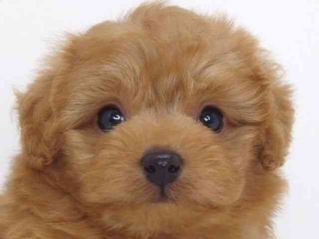 大阪府のポメプー(ポメラニアン×プードル) (ひごペットフレンドリーいこらもーる泉佐野店/2025年10月19日生まれ/男の子/レッド)の子犬の1枚目の画像