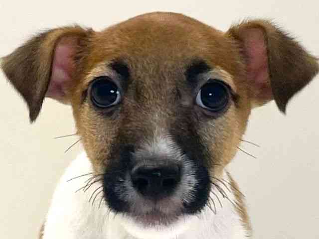 兵庫県のジャックラッセルテリア (ひごペットフレンドリーイトーヨーカドー明石店/2025年10月18日生まれ/男の子/ホワイトタン)の子犬の1枚目の画像