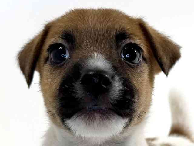 兵庫県のジャックラッセルテリア (ひごペットフレンドリーイトーヨーカドー明石店/2025年10月18日生まれ/男の子/ホワイトタン)の子犬の1枚目の画像