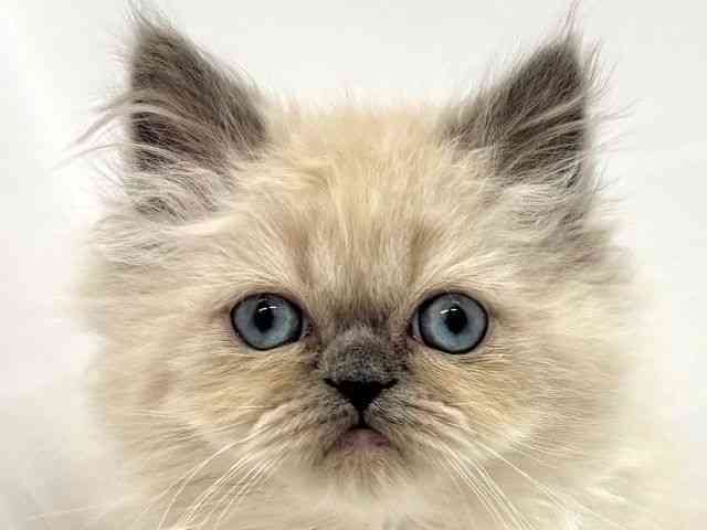 大阪府のヒマラヤン (ひごペットフレンドリーイオンタウン茨木太田店/2025年10月18日生まれ/男の子/ブルーポイント)の子猫の1枚目の画像