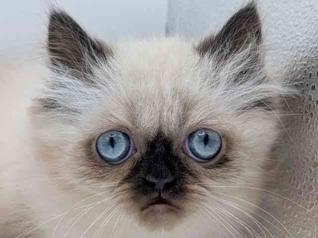 香川県のヒマラヤン (ひごペットフレンドリーゆめタウン高松店/2025年10月18日生まれ/男の子/シールポイント)の子猫の1枚目の画像