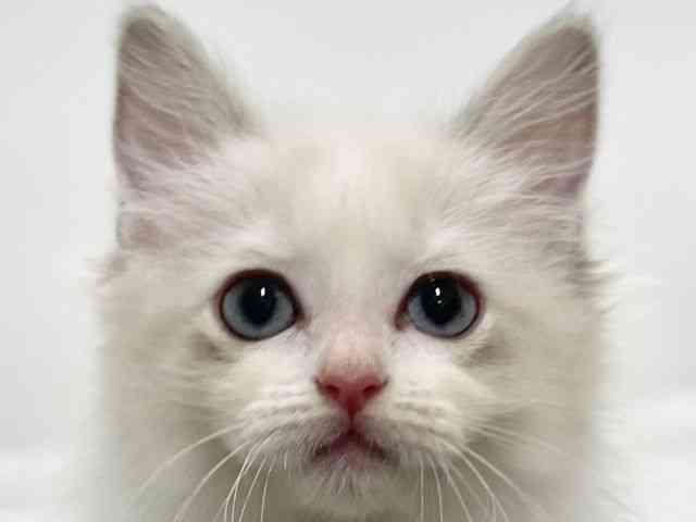 高知県のラグドール (ひごペットフレンドリーイオンモール高知店/2025年10月17日生まれ/女の子/シールポイントバイカラー)の子猫の1枚目の画像