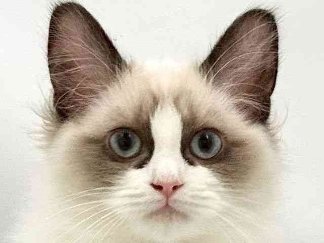 大阪府のラグドール (ひごペットフレンドリー東淀川店/2025年10月17日生まれ/女の子/シールポイントバイカラー)の子猫の1枚目の画像