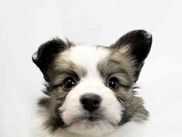 愛媛県のパピヨン (ひごペットフレンドリーイオンモール今治新都市店/2025年10月18日生まれ/男の子/ホワイトブラウン)の子犬