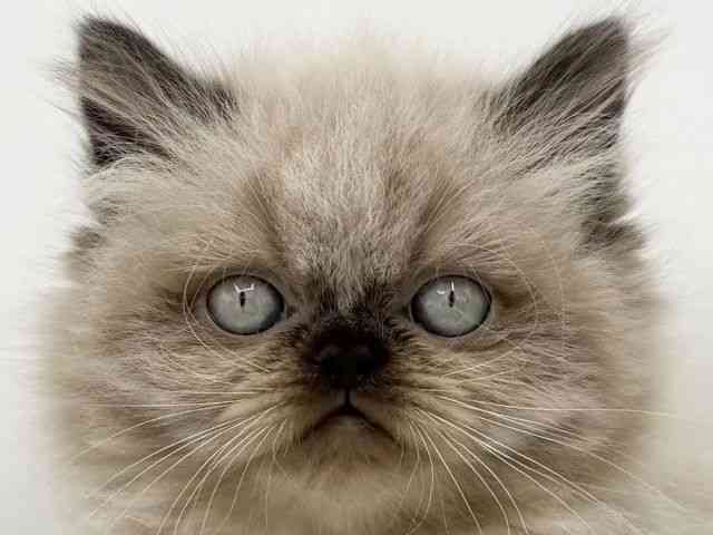 大阪府のヒマラヤン (ひごペットフレンドリーららぽーとEXPOCITY店/2025年10月14日生まれ/男の子/シールポイント)の子猫の1枚目の画像