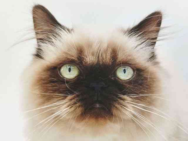 大阪府のヒマラヤン (ひごペットフレンドリー泉ヶ丘店/2025年10月14日生まれ/男の子/シールポイント)の子猫の1枚目の画像