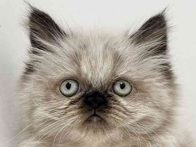 奈良県のヒマラヤン (ひごペットフレンドリーイオンモール橿原ウエスト・ビレッジ店/2025年10月14日生まれ/女の子/シールポイント)の子猫の1枚目の画像