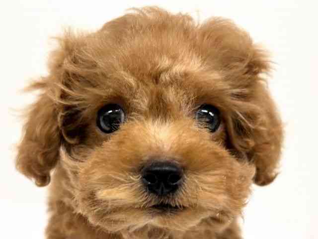 福岡県のトイプードル(トイ) (ひごペットフレンドリーリバーウォーク北九州店/2025年10月15日生まれ/男の子/オレンジフォーン)の子犬