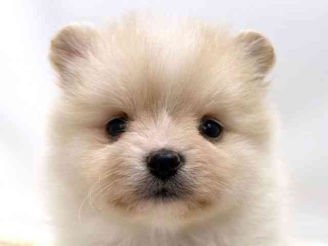 広島県のポメラニアン (ひごペットフレンドリーゆめタウン廿日市店/2025年10月17日生まれ/女の子/クリーム)の子犬の1枚目の画像