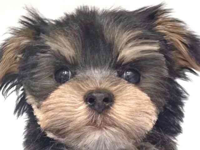 大阪府のマルキー/マルヨーキー(マルチーズ×ヨークシャーテリア) (ひごペットフレンドリー岸和田店/2025年10月19日生まれ/男の子/ブラックタン)の子犬の1枚目の画像