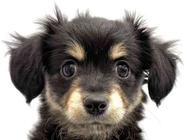 大阪府のチワックス(チワワ×ダックス) (ひごペットフレンドリーイオンタウン茨木太田店/2025年10月18日生まれ/女の子/ブラックタン)の子犬の1枚目の画像