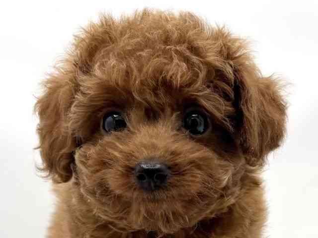 兵庫県のトイプードル(トイ) (ひごペットフレンドリークラウンパーク伊丹店/2025年10月19日生まれ/男の子/レッド)の子犬の1枚目の画像