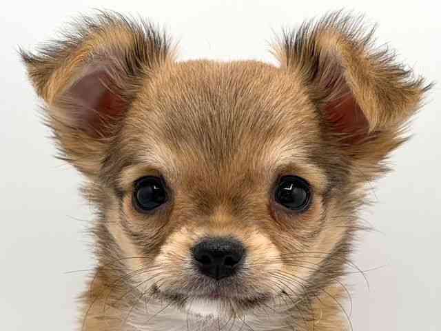 奈良県のチワワ(ロング) (ひごペットフレンドリー田原本店/2025年10月17日生まれ/男の子/レッドセーブルホワイト)の子犬の1枚目の画像