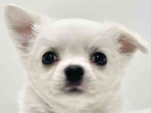 高知県のチワワ(ロング) (ひごペットフレンドリーイオンモール高知店/2025年10月18日生まれ/男の子/ホワイトクリーム)の子犬の1枚目の画像