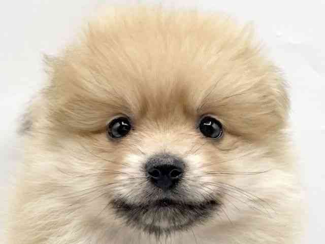 奈良県のポメラニアン (ひごペットフレンドリートナリエ大和高田店/2025年10月16日生まれ/女の子/ウルフセーブル)の子犬の1枚目の画像