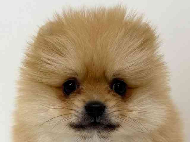 兵庫県のポメラニアン (ひごペットフレンドリーブルメールHAT神戸店/2025年10月18日生まれ/女の子/オレンジ)の子犬の1枚目の画像