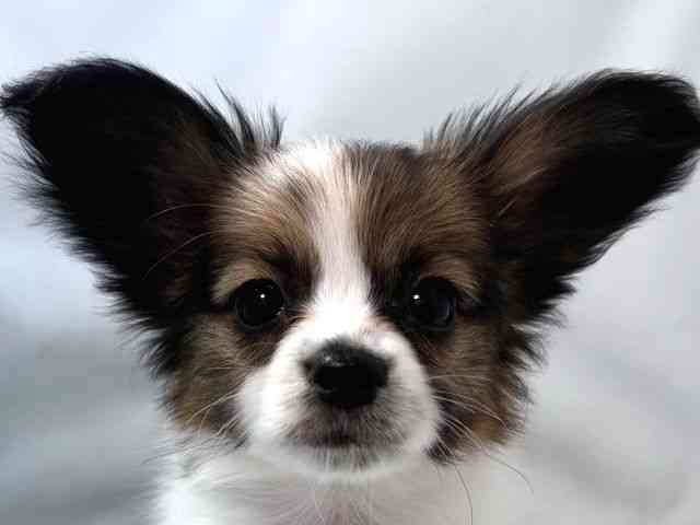 大阪府のパピヨン (ひごペットフレンドリー堺プラットプラット店/2025年10月19日生まれ/女の子/ホワイトブラウン)の子犬の1枚目の画像