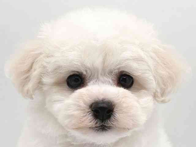 奈良県のビションフリーゼ (ひごペットフレンドリー田原本店/2025年10月18日生まれ/女の子/ホワイト)の子犬の1枚目の画像