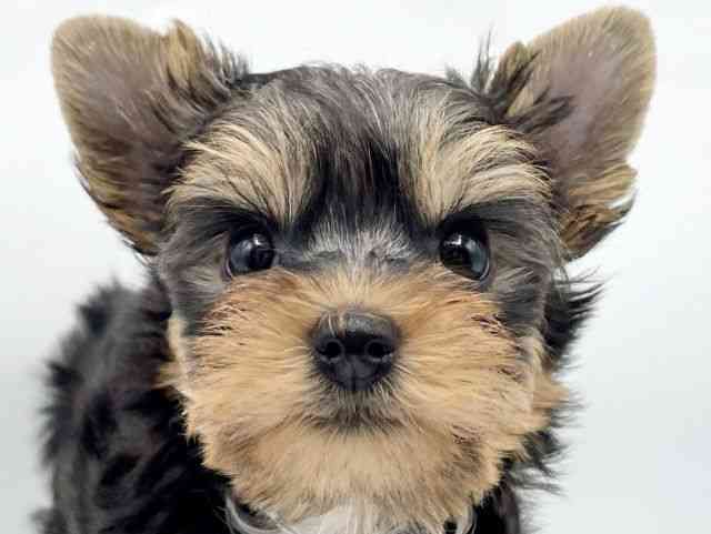 奈良県のヨークシャーテリア (ひごペットフレンドリートナリエ大和高田店/2025年10月9日生まれ/男の子/スチールブルータン)の子犬の1枚目の画像