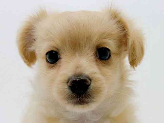 広島県のチワックス(チワワ×ダックス) (ひごペットフレンドリーフジグラン神辺店/2025年10月17日生まれ/女の子/クリーム)の子犬の1枚目の画像