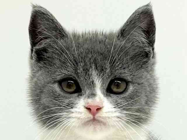 兵庫県のセルカークレックス (ひごペットフレンドリーブルメールHAT神戸店/2025年10月18日生まれ/男の子/ブルーホワイト)の子猫の1枚目の画像