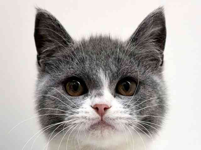 兵庫県のセルカークレックス (ひごペットフレンドリーブルメールHAT神戸店/2025年10月18日生まれ/男の子/ブルーホワイト)の子猫の1枚目の画像