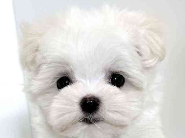 大阪府のマルチーズ (ひごペットフレンドリーアクロスプラザ住之江店/2025年10月16日生まれ/女の子/ホワイト)の子犬の1枚目の画像