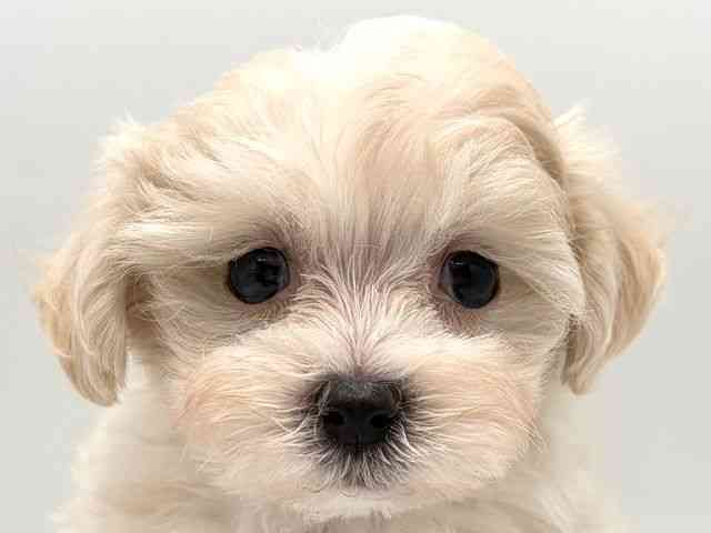 奈良県のマルプー(マルチーズ×プードル) (ひごペットフレンドリー田原本店/2025年10月19日生まれ/男の子/クリーム)の子犬の1枚目の画像