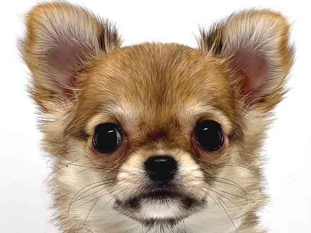 奈良県のチワワ(ロング) (ひごペットフレンドリー奈良パワーシティ店/2025年10月17日生まれ/女の子/レッドセーブルホワイト)の子犬の1枚目の画像