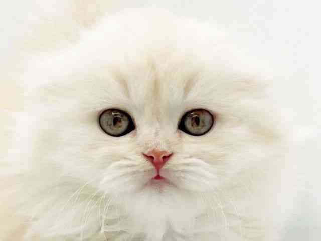 兵庫県のスコティッシュフォールド (ひごペットフレンドリーコロワ甲子園店/2025年10月17日生まれ/男の子/レッドタビーホワイト)の子猫の1枚目の画像