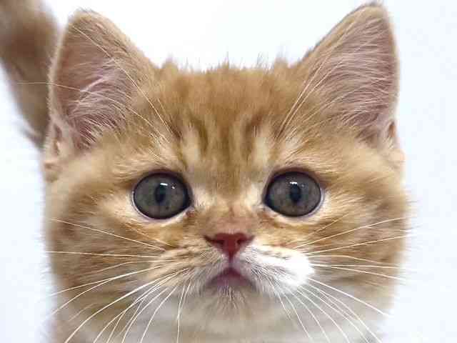 奈良県のスコティッシュフォールド (ひごペットフレンドリー奈良パワーシティ店/2025年10月17日生まれ/女の子/レッドタビーホワイト)の子猫