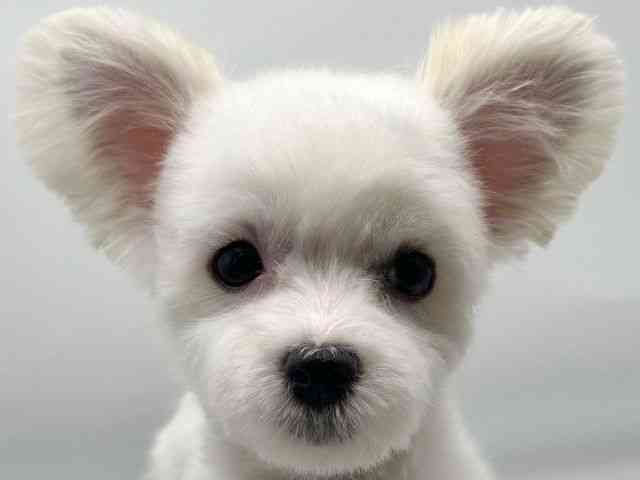 香川県のチワマル/マルチワ(チワワ×マルチーズ) (ひごペットフレンドリーゆめタウン高松店/2025年10月17日生まれ/女の子/ホワイトクリーム)の子犬の1枚目の画像