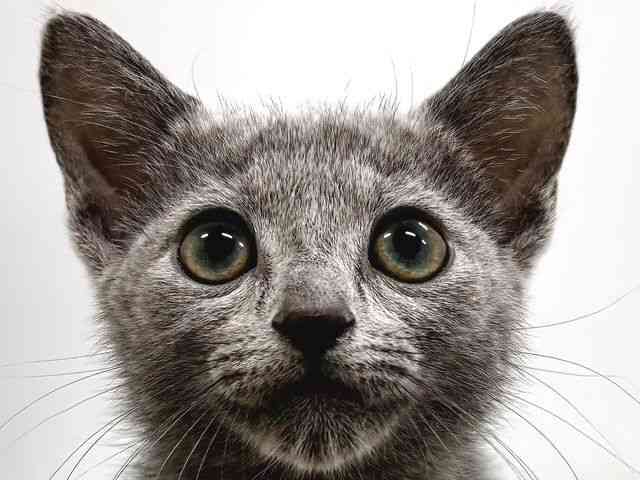 奈良県のロシアンブルー (ひごペットフレンドリー奈良パワーシティ店/2025年10月13日生まれ/男の子/ブルー)の子猫の1枚目の画像