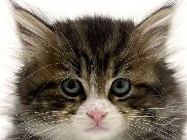 大阪府のマンチカン (ひごペットフレンドリーくずはモール店/2025年10月19日生まれ/男の子/ブラウンタビーホワイト)の子猫の1枚目の画像