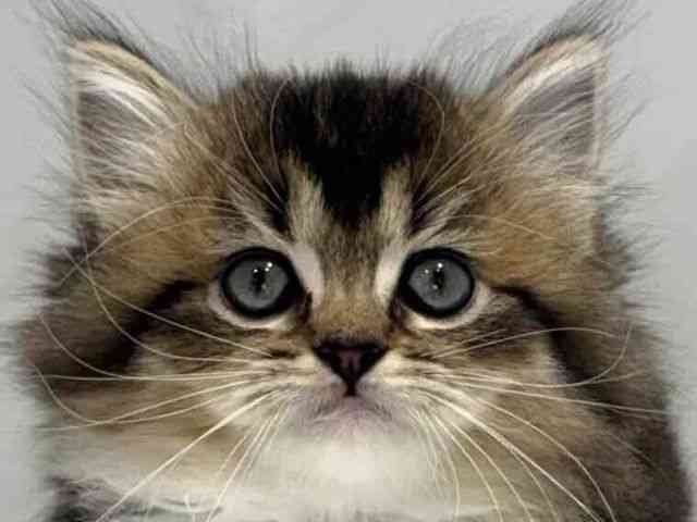 大阪府のマンチカン (ひごペットフレンドリーセブンパーク天美店/2025年10月19日生まれ/女の子/ブラウンパッチドタビーホワイト)の子猫の1枚目の画像