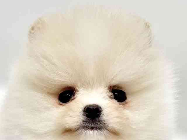 大阪府のポメラニアン (ひごペットフレンドリーイオンタウン豊中庄内店/2025年10月19日生まれ/男の子/クリーム)の子犬の1枚目の画像