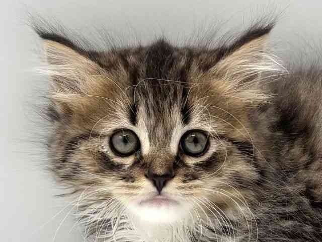 愛知県のラガマフィン (ひごペットフレンドリープライムツリー赤池店/2025年10月18日生まれ/男の子/ブラウンタビーホワイト)の子猫の1枚目の画像