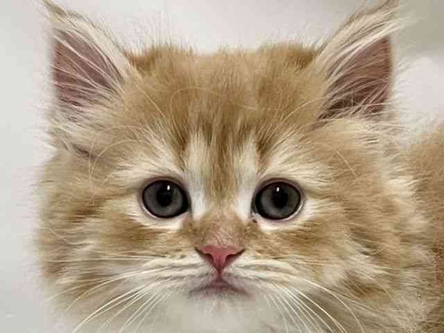 和歌山県のラガマフィン (ひごペットフレンドリーパームシティ和歌山店/2025年10月18日生まれ/女の子/レッドタビーホワイト)の子猫の1枚目の画像