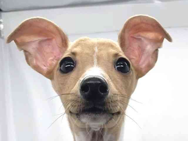 兵庫県のイタリアングレーハウンド (ひごペットフレンドリーイオンタウン加古川店/2025年10月18日生まれ/女の子/フォーンホワイト)の子犬の1枚目の画像