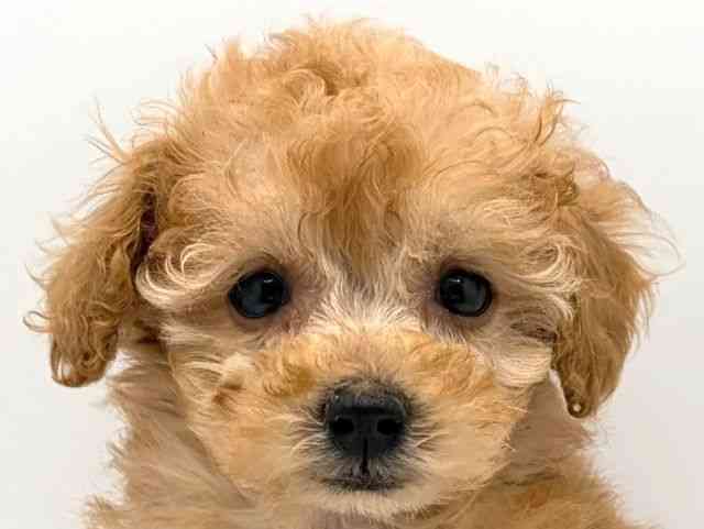 奈良県のトイプードル(トイ) (ひごペットフレンドリー田原本店/2025年10月8日生まれ/男の子/アプリコット)の子犬の1枚目の画像