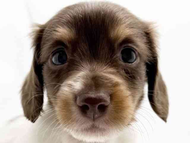 大阪府のミニチュアダックスフンド(ロング) (ひごペットフレンドリーみのおキューズモール店/2025年10月8日生まれ/男の子/チョコレートタンパイボールド)の子犬の1枚目の画像