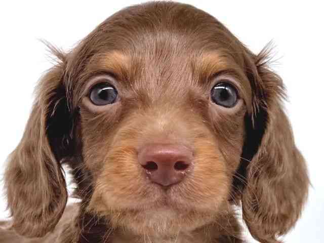 大阪府のミニチュアダックスフンド(ロング) (ひごペットフレンドリー瓜破店/2025年10月8日生まれ/男の子/チョコレートタン)の子犬の1枚目の画像