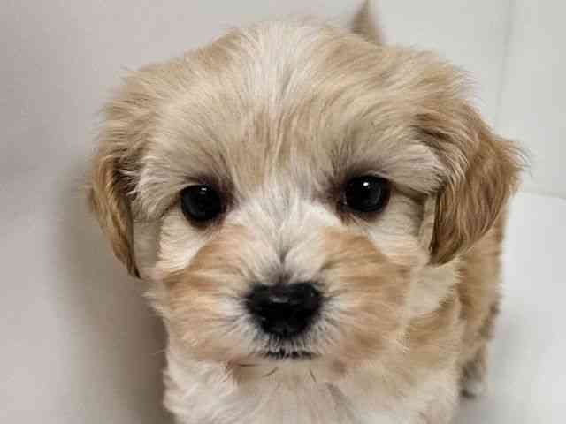 愛知県のマルプー(マルチーズ×プードル) (ひごペットフレンドリーイトーヨーカドー知多店/2025年10月19日生まれ/男の子/アプリコット)の子犬の1枚目の画像