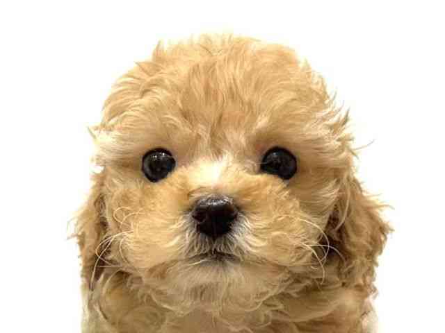 愛知県のマルプー(マルチーズ×プードル) (ひごペットフレンドリーヴィアモール アピタ江南西店/2025年10月19日生まれ/女の子/アプリコット)の子犬の1枚目の画像