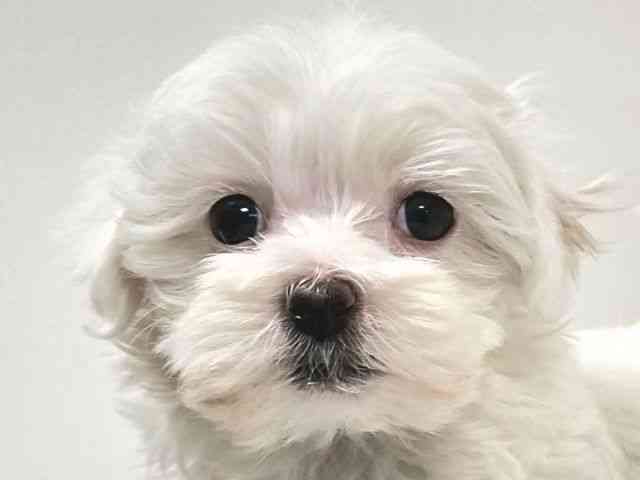 愛知県のマルプー(マルチーズ×プードル) (ひごペットフレンドリーイトーヨーカドー知多店/2025年10月19日生まれ/女の子/ホワイト)の子犬の1枚目の画像